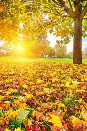 Sunny autumn foliage