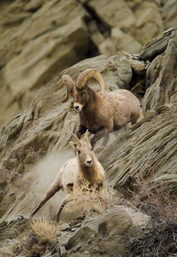 Photo by the author - Jim Harmer. Taken in Yellowstone.