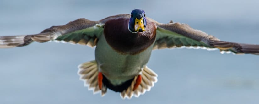 When I was shooting this duck, I knew I wouldn't be shooting it from very close. Since I knew the focus point would be more than 10 meters away, I set my focus limiter to get a faster focus speed.