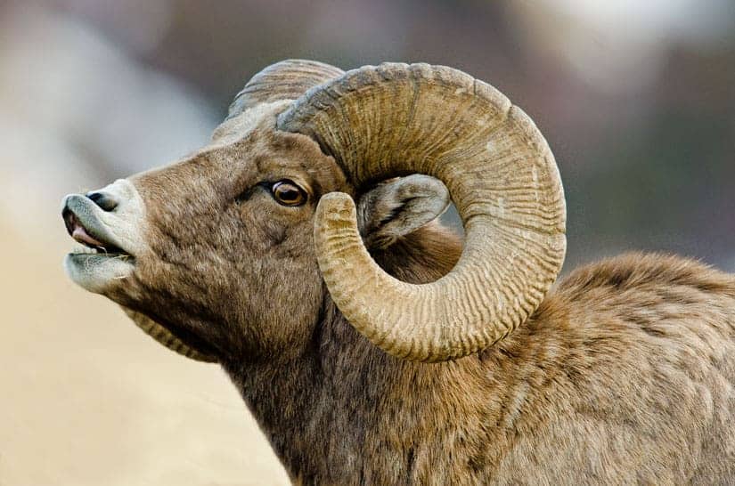 bighorn sheep